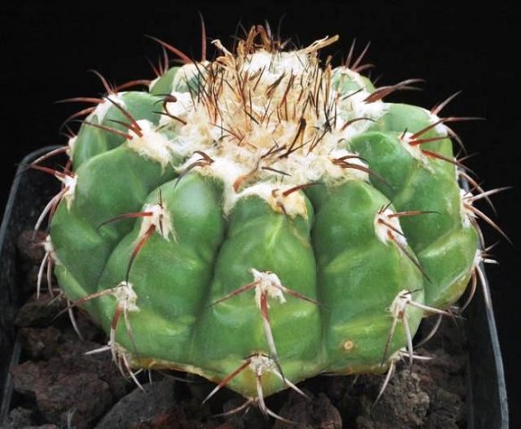 Discocactus_pugionacanthus